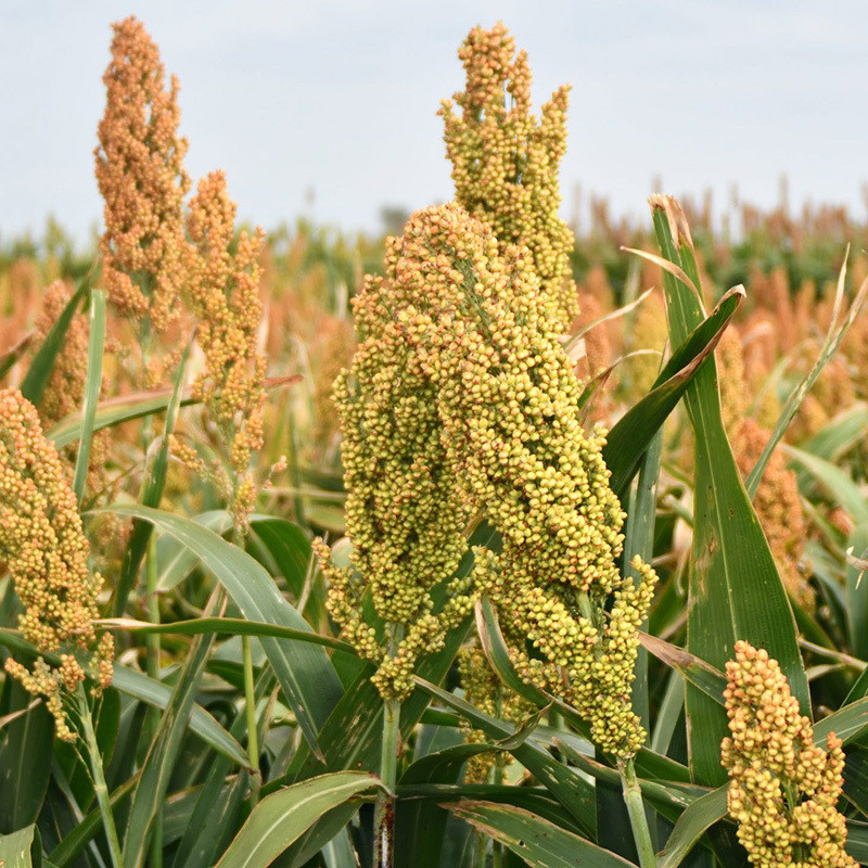 Jowar, Sorghum, Milo, Indian millet seeds - 100