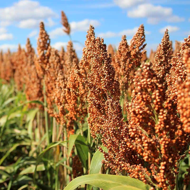 Jowar, Sorghum, Milo, Indian millet seeds - 100
