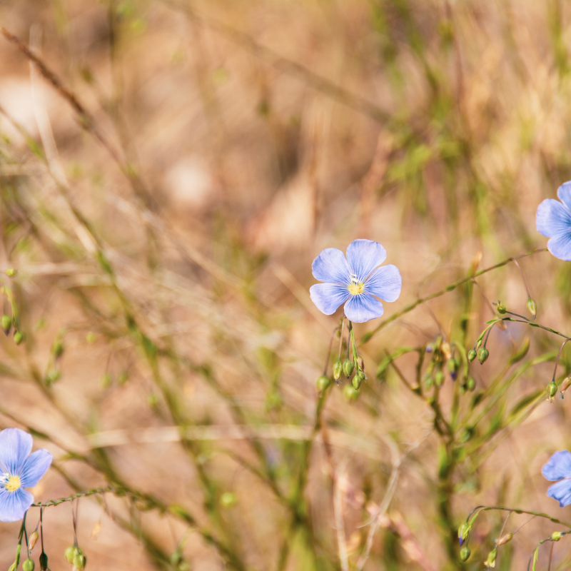 Flax, Brown linseed seeds - 200