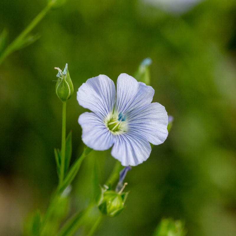 Flax, Brown linseed seeds - 200
