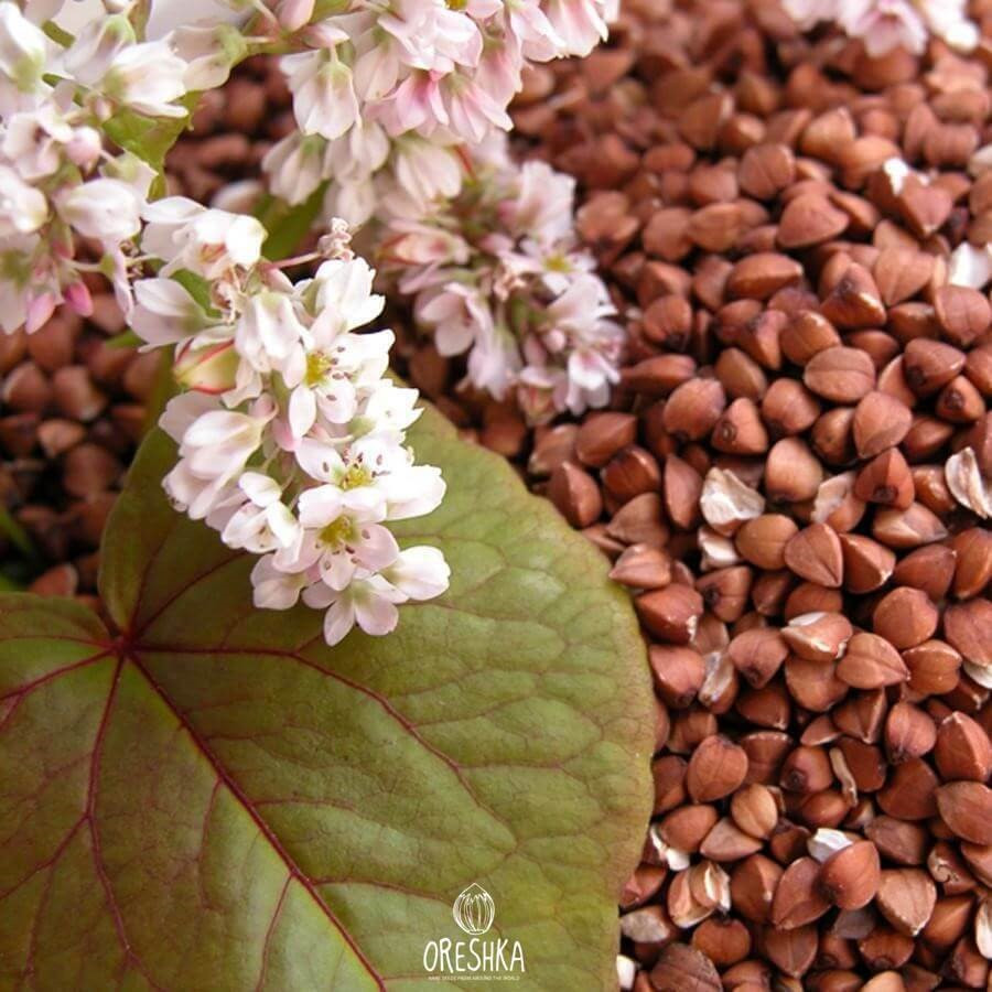 Buckwheat Buckwheat