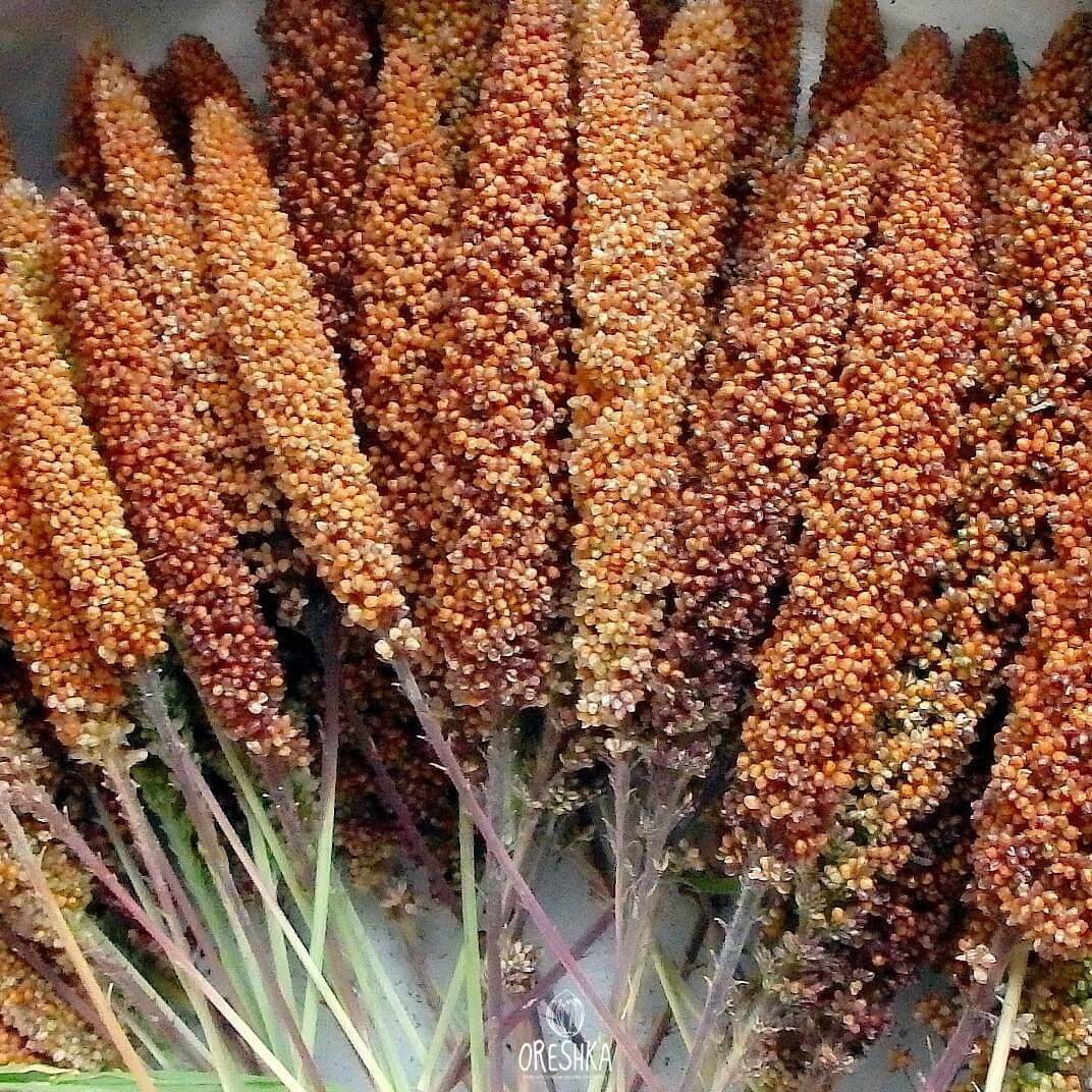 Foxtail Millet Foxtail Millet