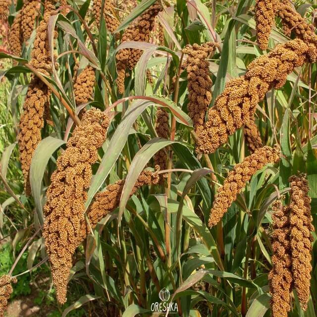 Foxtail Millet Foxtail Millet