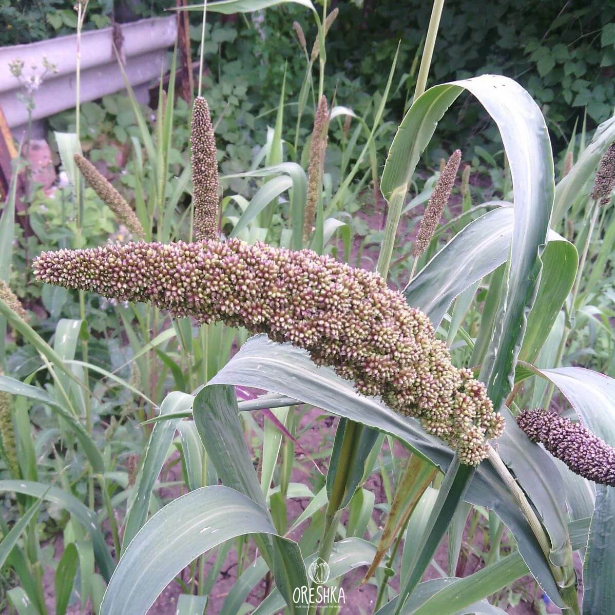 Foxtail Millet Foxtail Millet