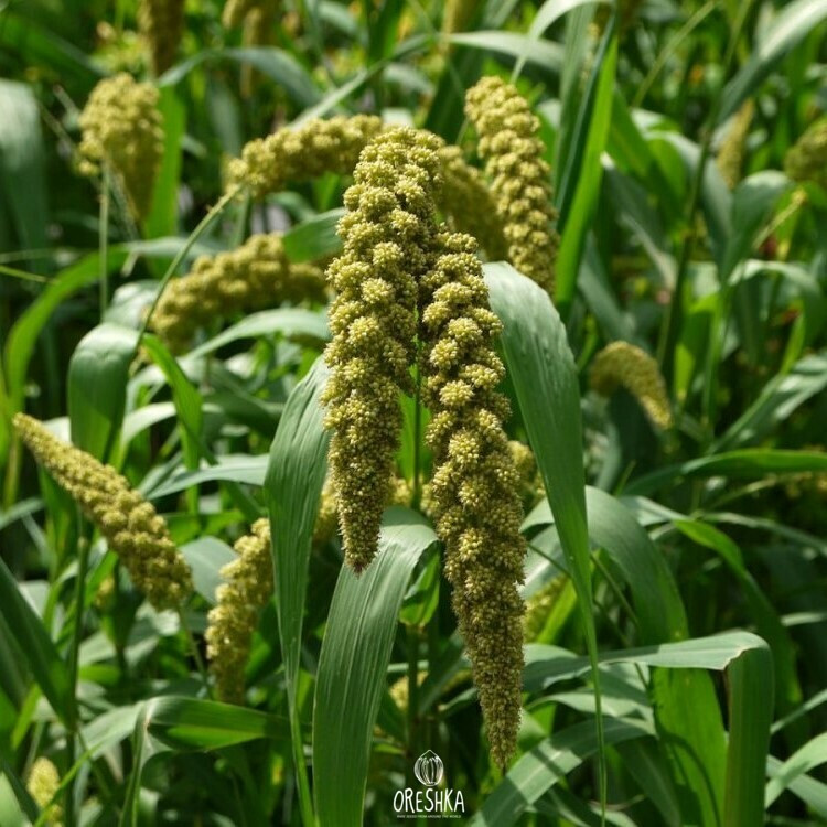 Foxtail Millet Foxtail Millet