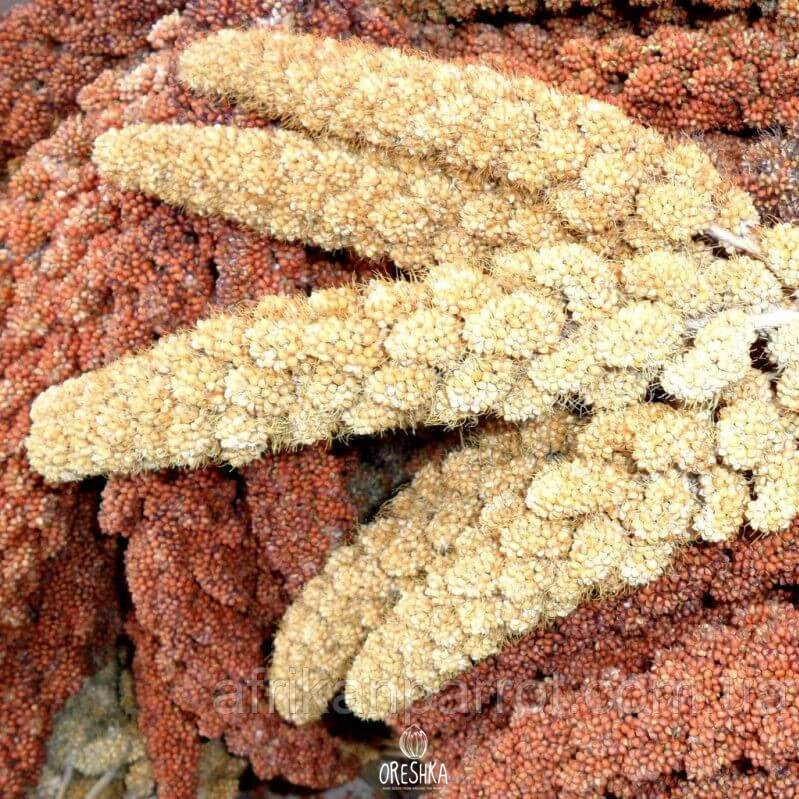 Foxtail Millet Foxtail Millet