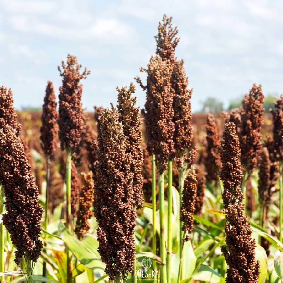 Foxtail Millet Foxtail Millet