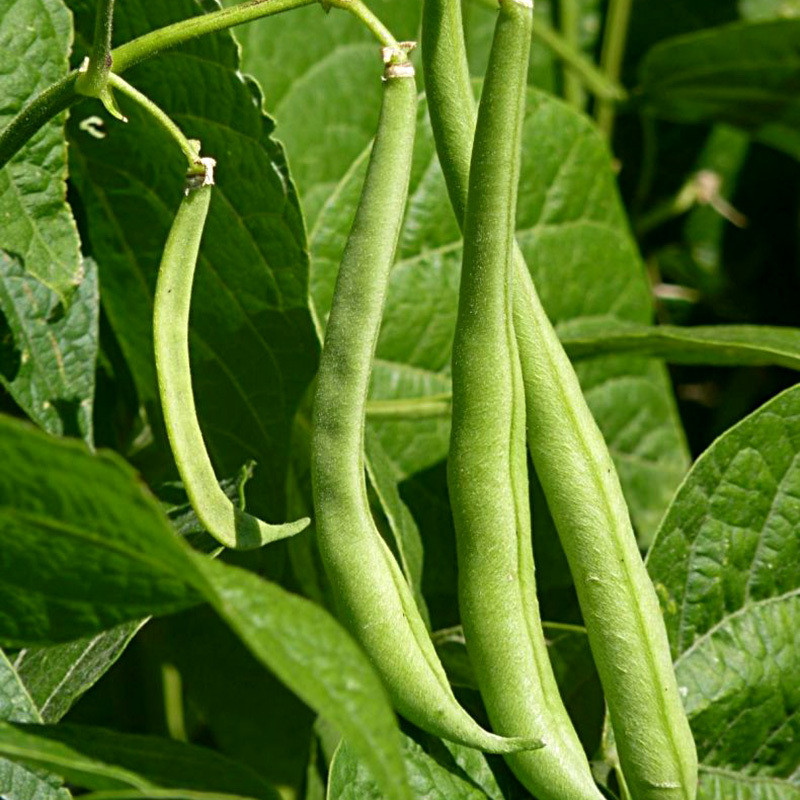White Navy Beans, Small White Beans - 30
