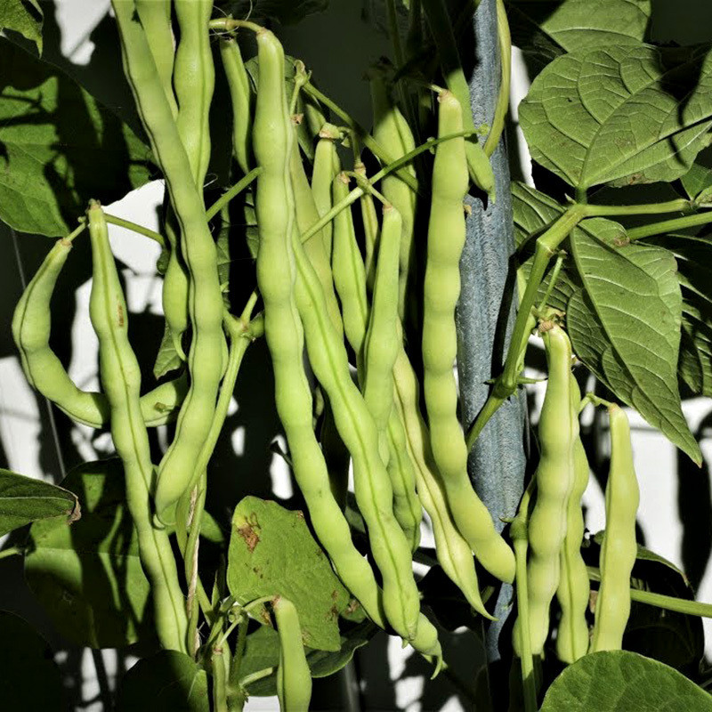White Navy Beans, Small White Beans - 30