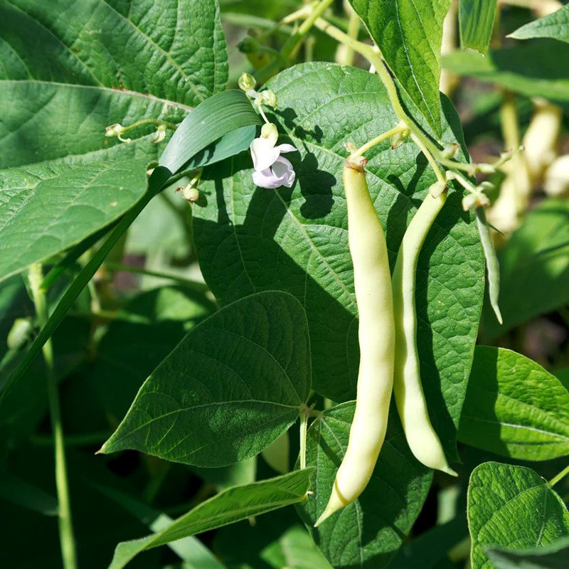 White Navy Beans, Small White Beans - 30