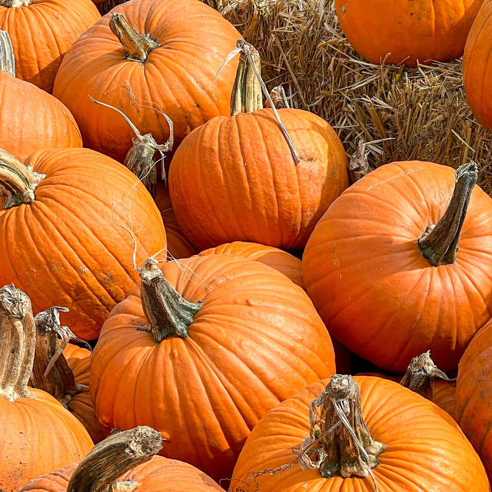 Pumpkin Sada Bahar seeds - 10