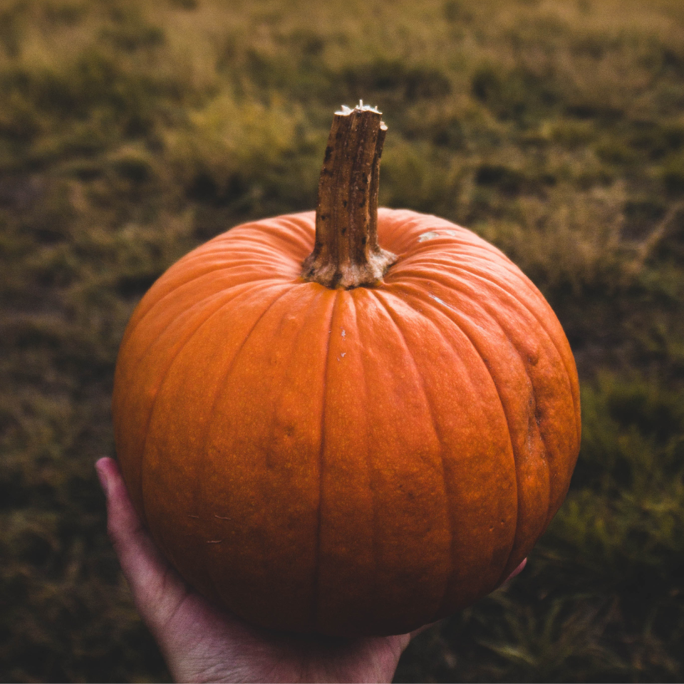Pumpkin Sada Bahar seeds - 10