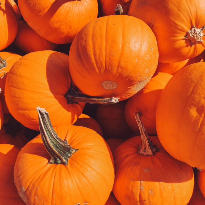 Pumpkin Sada Bahar seeds - 10
