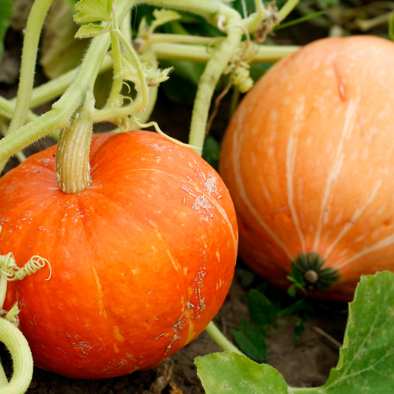 Pumpkin Sada Bahar seeds - 10