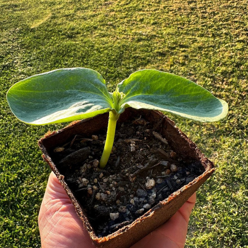 Pumpkin Sada Bahar seeds - 10