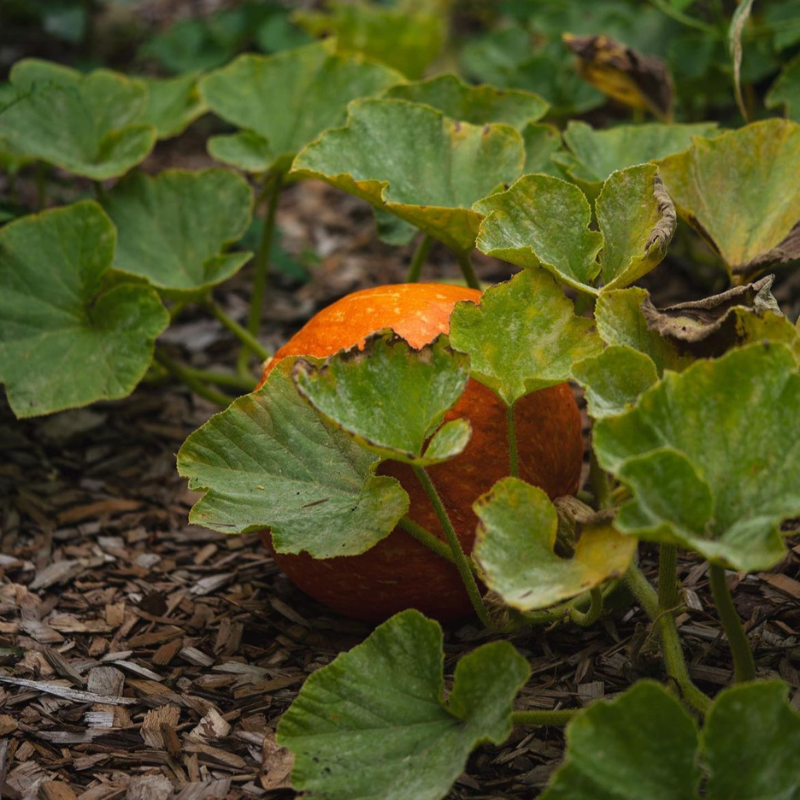 Pumpkin Sada Bahar seeds - 10