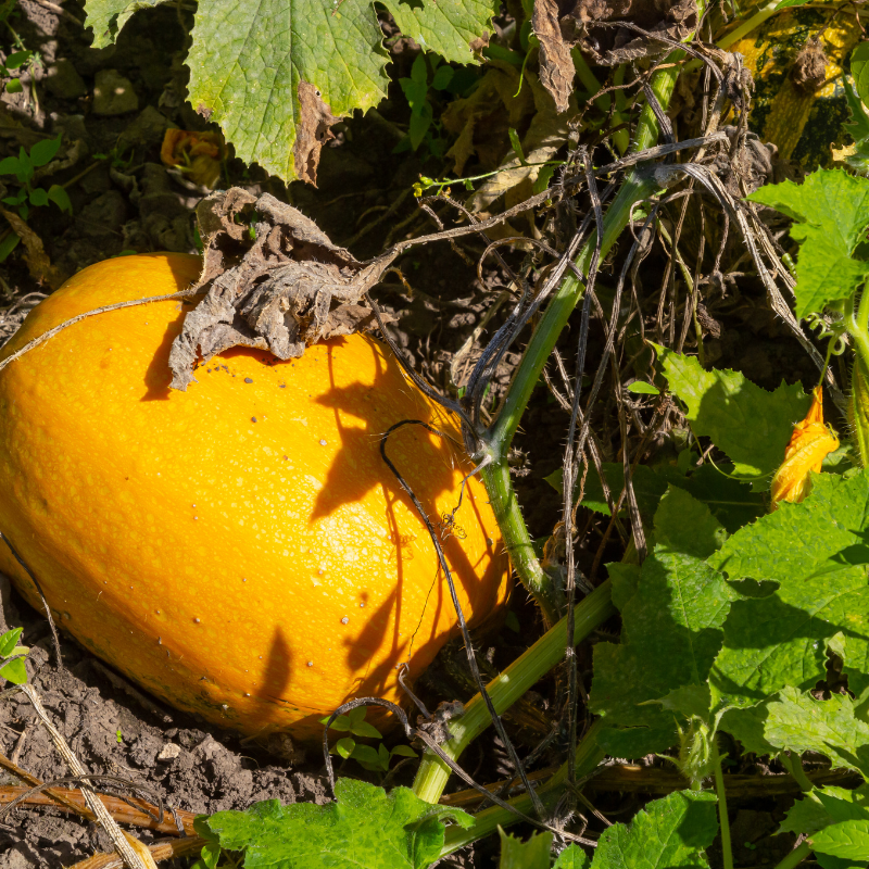Pumpkin Sada Bahar seeds - 10