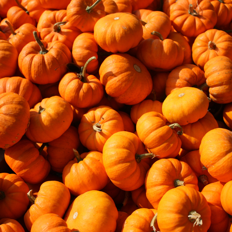 Pumpkin Sada Bahar seeds - 10