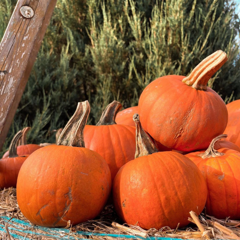 Pumpkin Sada Bahar seeds - 10