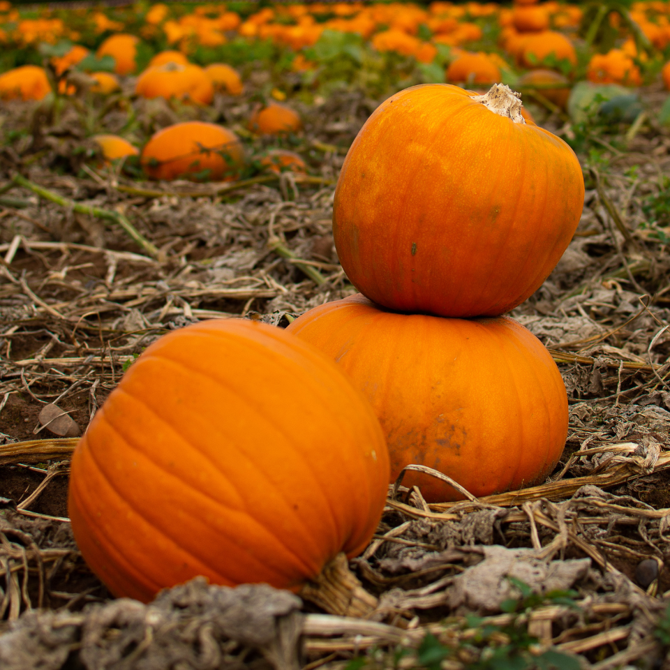 Pumpkin Sada Bahar seeds - 10