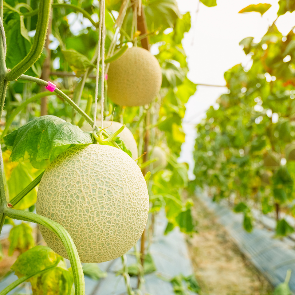 Muskmelon Punjabi Sunhari seeds - 10