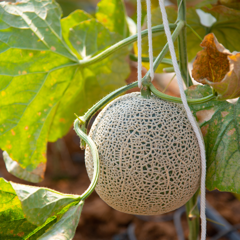 Muskmelon Punjabi Sunhari seeds - 10