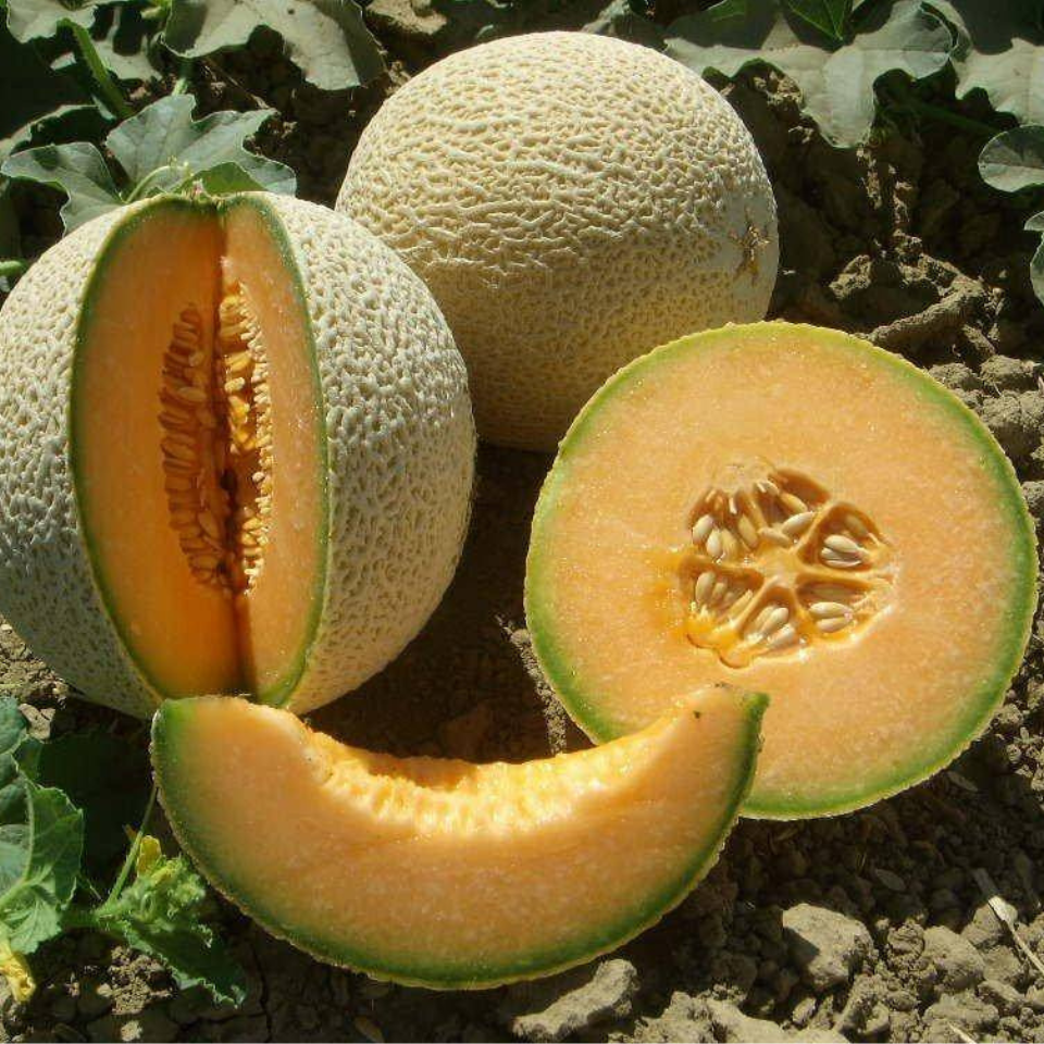 Muskmelon Punjabi Sunhari seeds - 10
