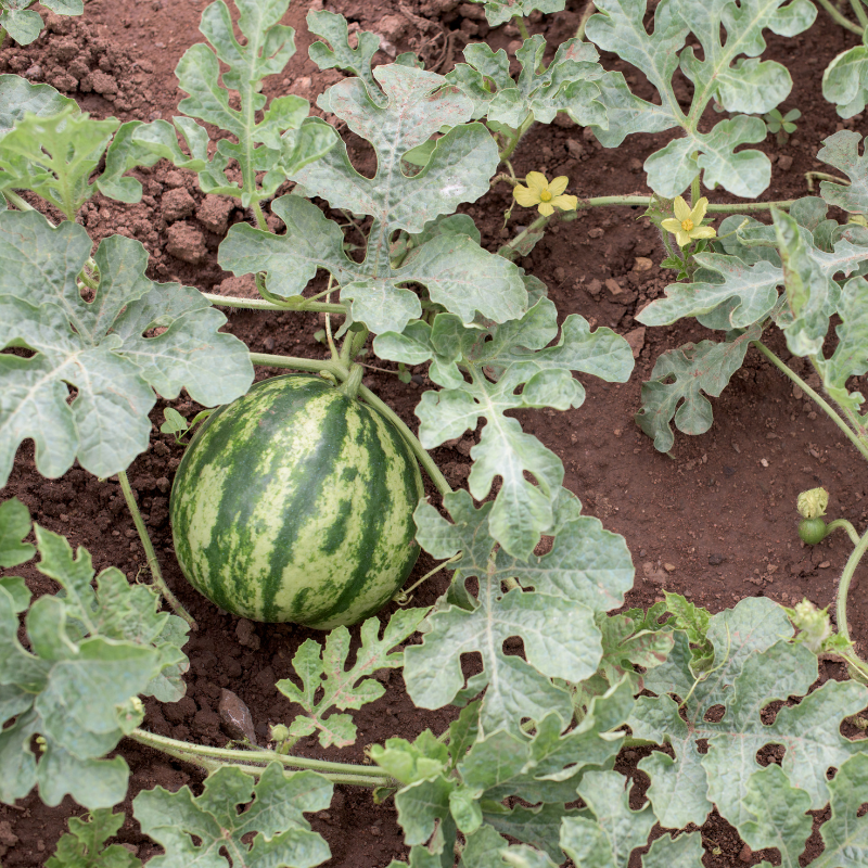 Watermelon Crimson sweet seeds - 10