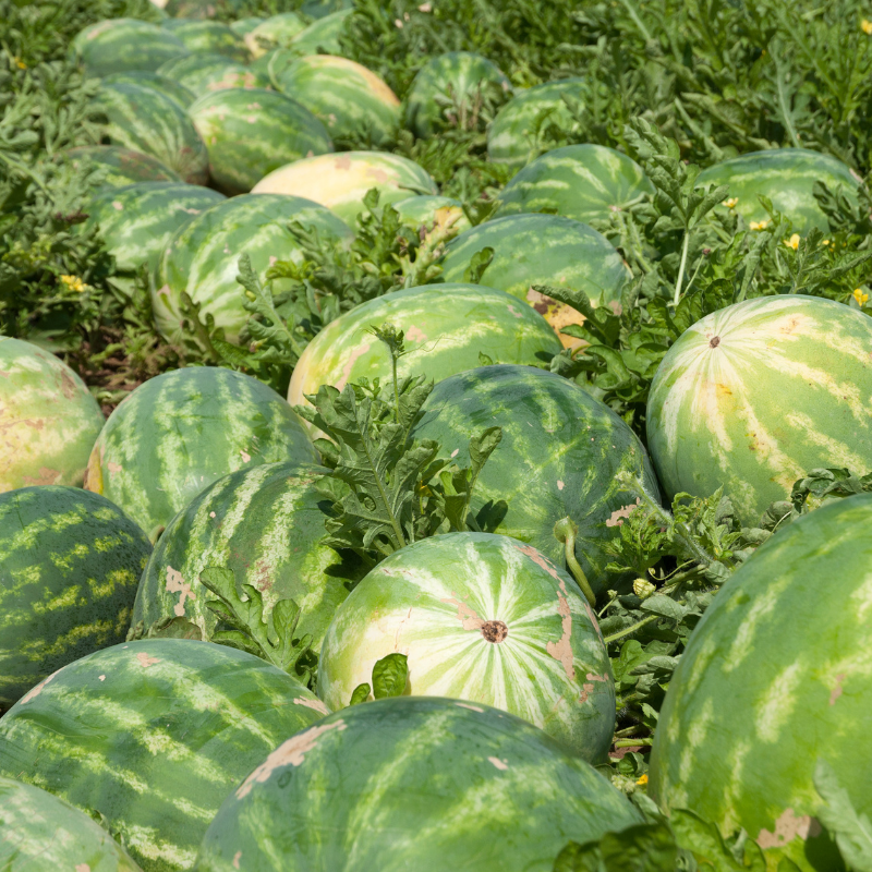 Watermelon Crimson sweet seeds - 10