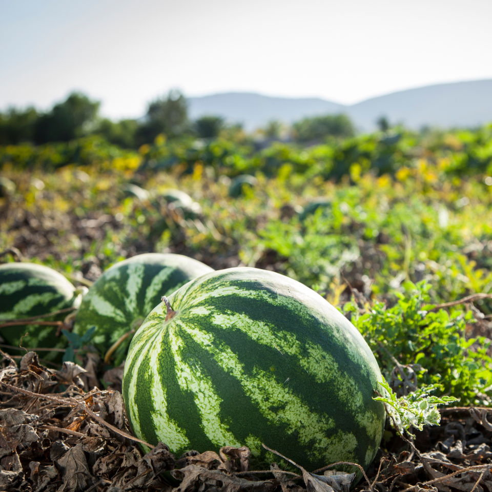 Watermelon Crimson sweet seeds - 10