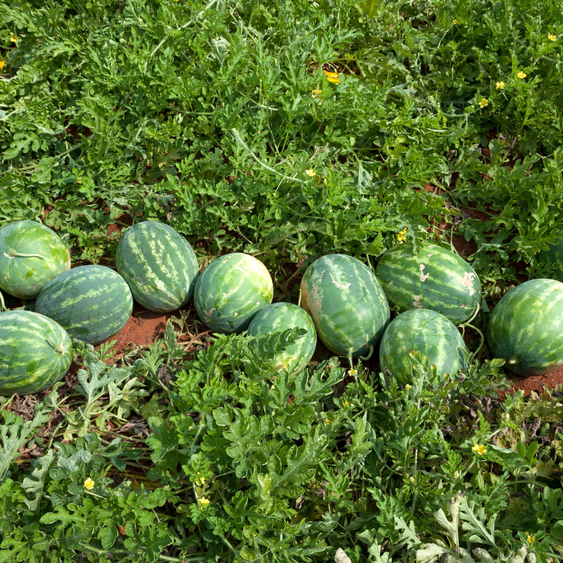 Watermelon Crimson sweet seeds - 10