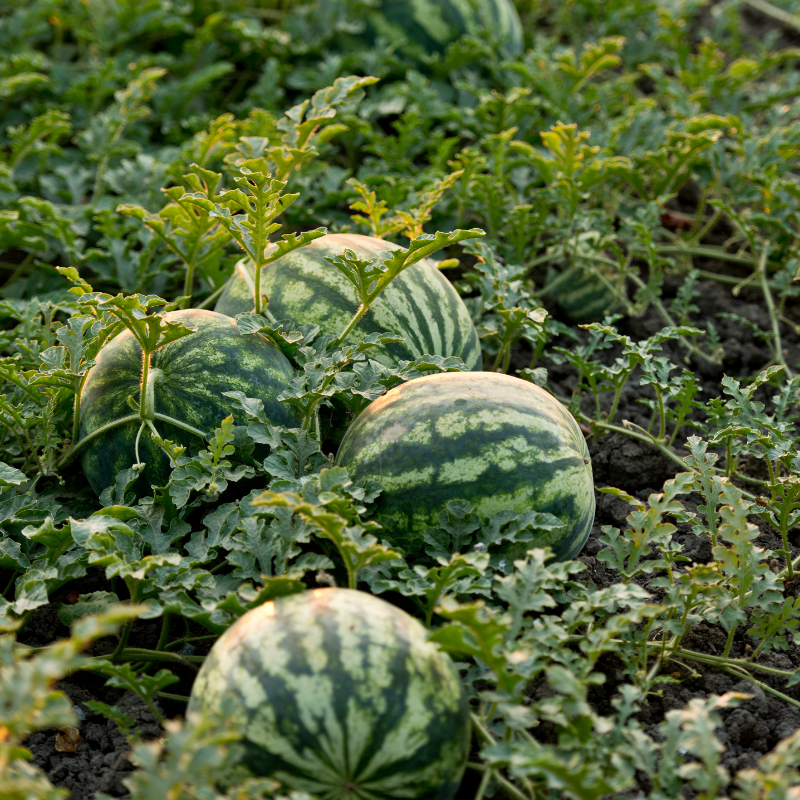 Watermelon Crimson sweet seeds - 10