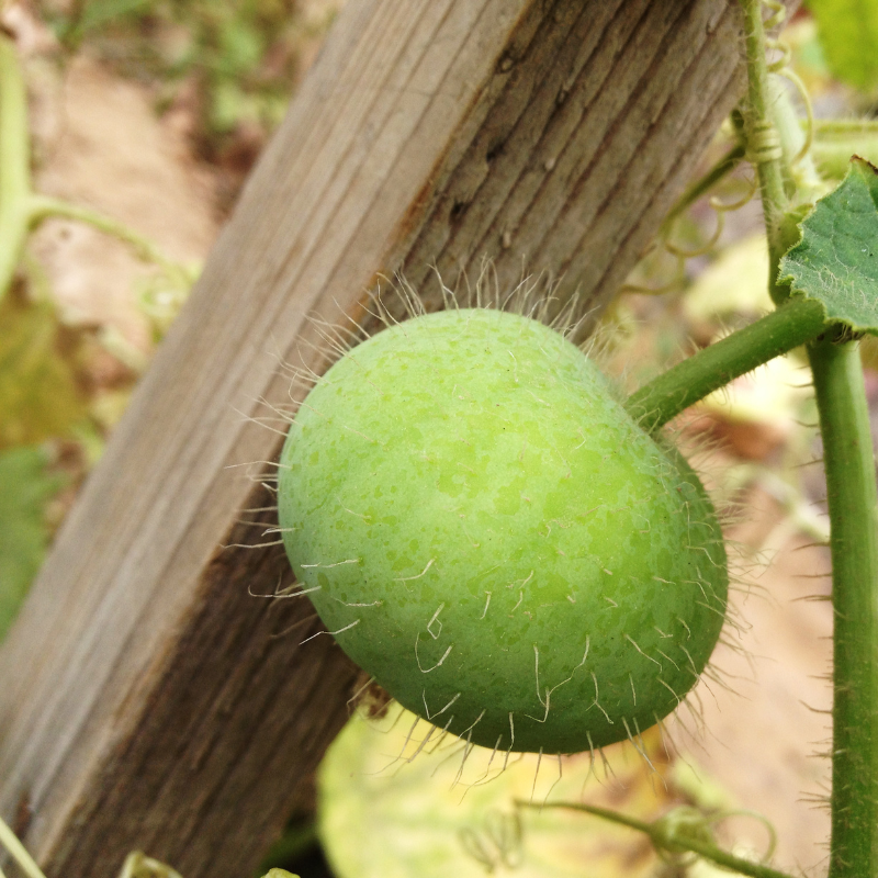Tinda, Green baby pumpkin seeds - 10