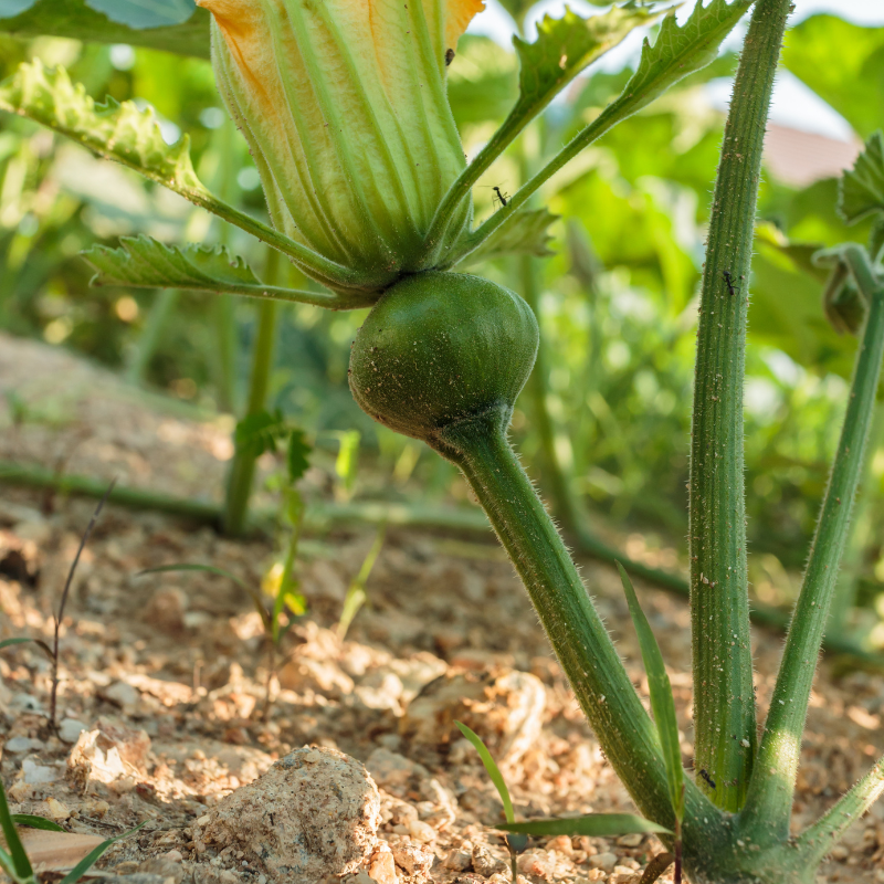 Tinda, Green baby pumpkin seeds - 10