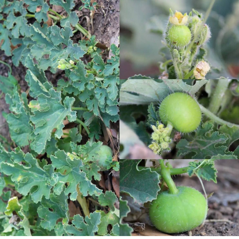 Tinda, Green baby pumpkin seeds - 10