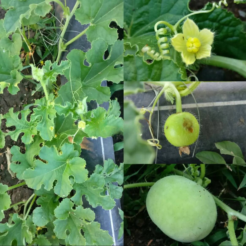Tinda, Green baby pumpkin seeds - 10