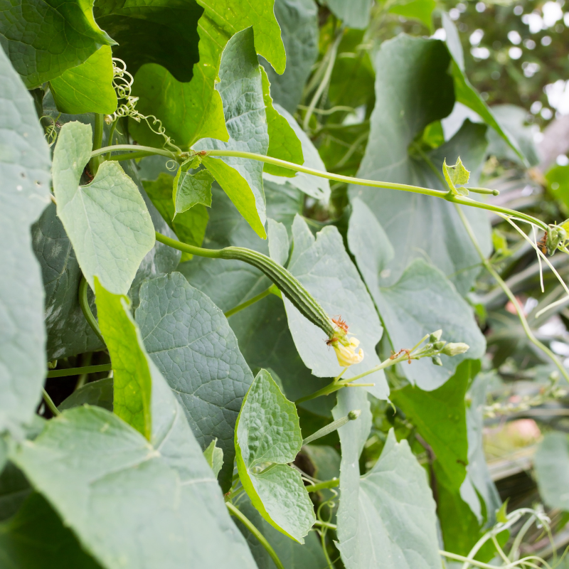 Ridge gourd long green seeds - 10
