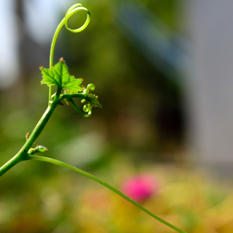 Ridge gourd long green seeds - 10