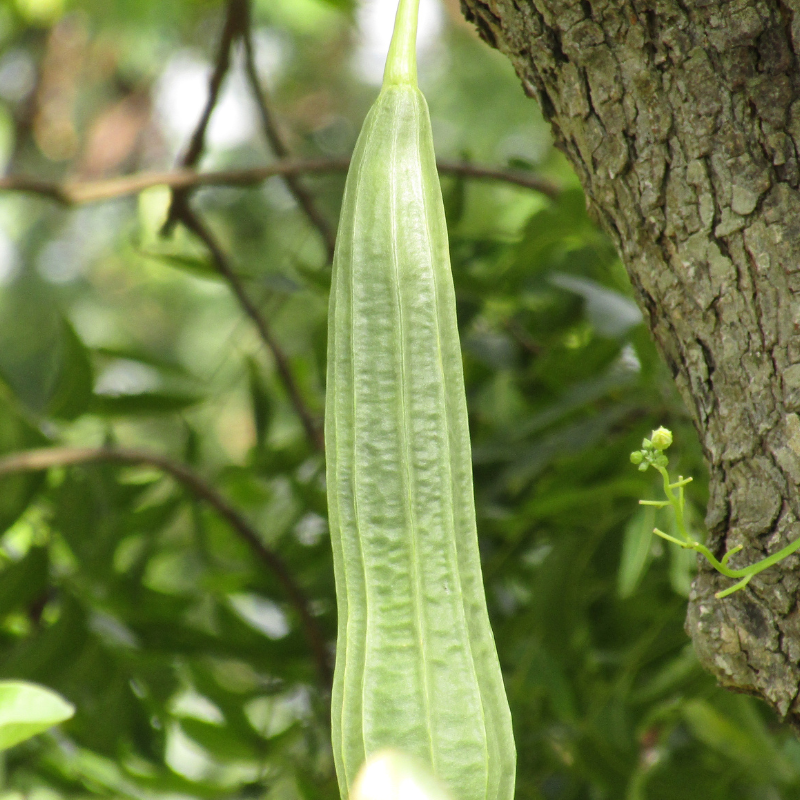 Ridge gourd long green seeds - 10