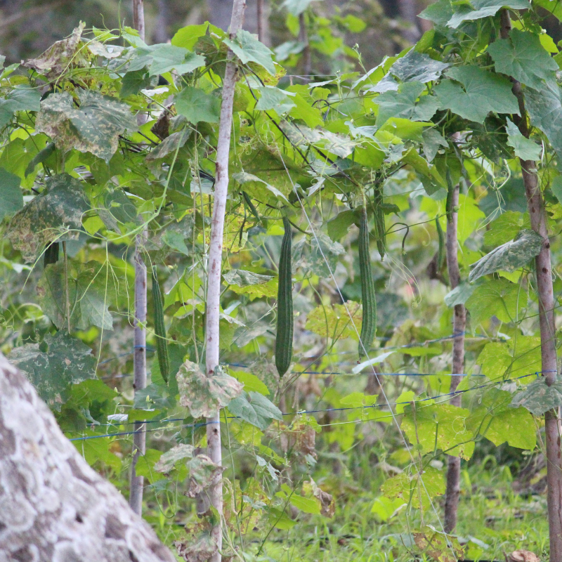 Ridge gourd long green seeds - 10
