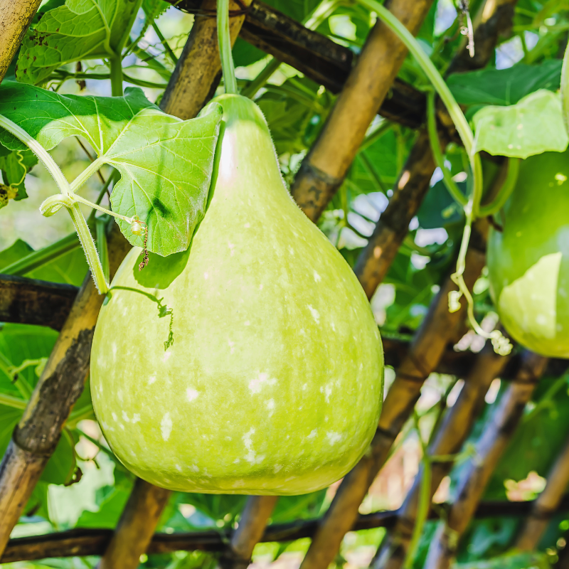 Bottle gourd Lattu seeds - 10