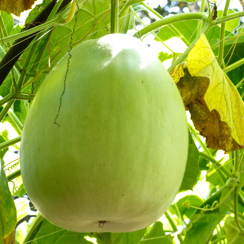 Bottle gourd Lattu seeds - 10