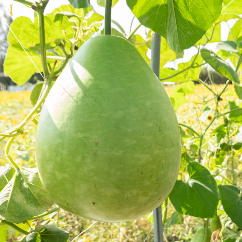 Bottle gourd Lattu seeds - 10