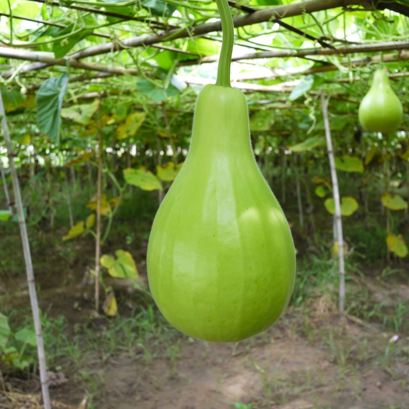 Bottle gourd Lattu seeds - 10