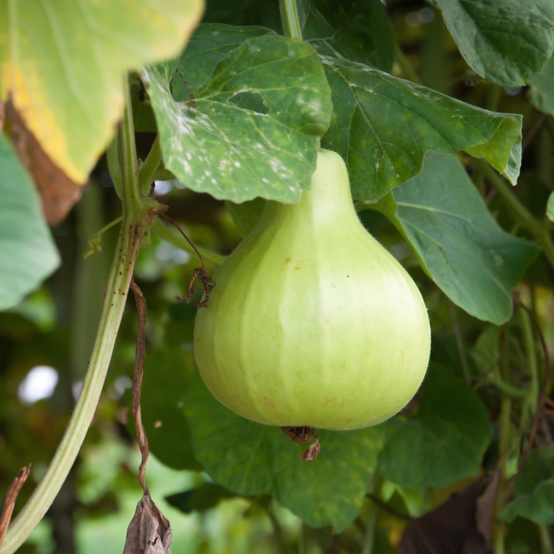 Bottle gourd Lattu seeds - 10