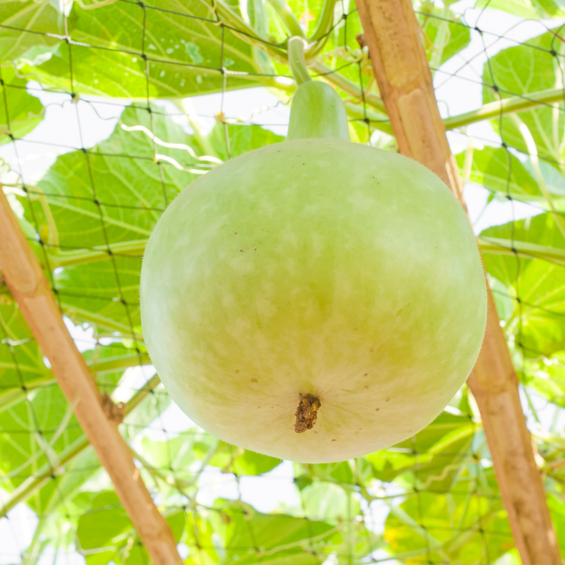 Bottle gourd Lattu seeds - 10
