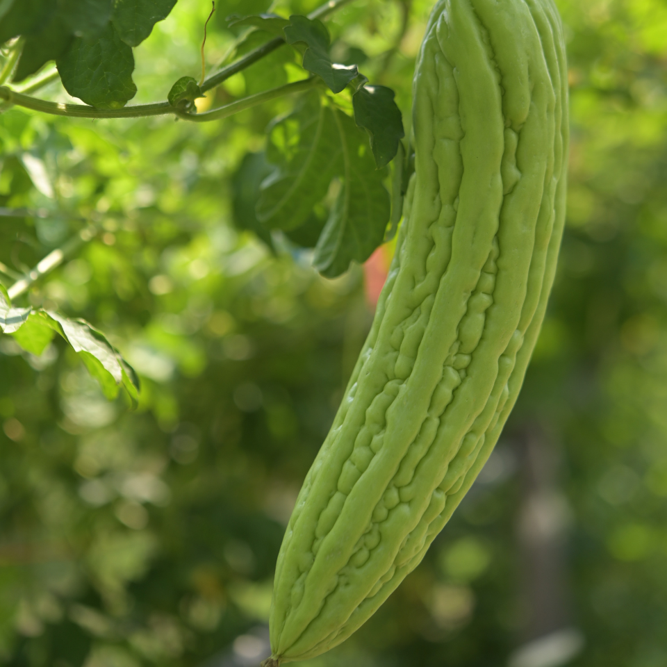 Small bitter gourd Karela seeds - 200
