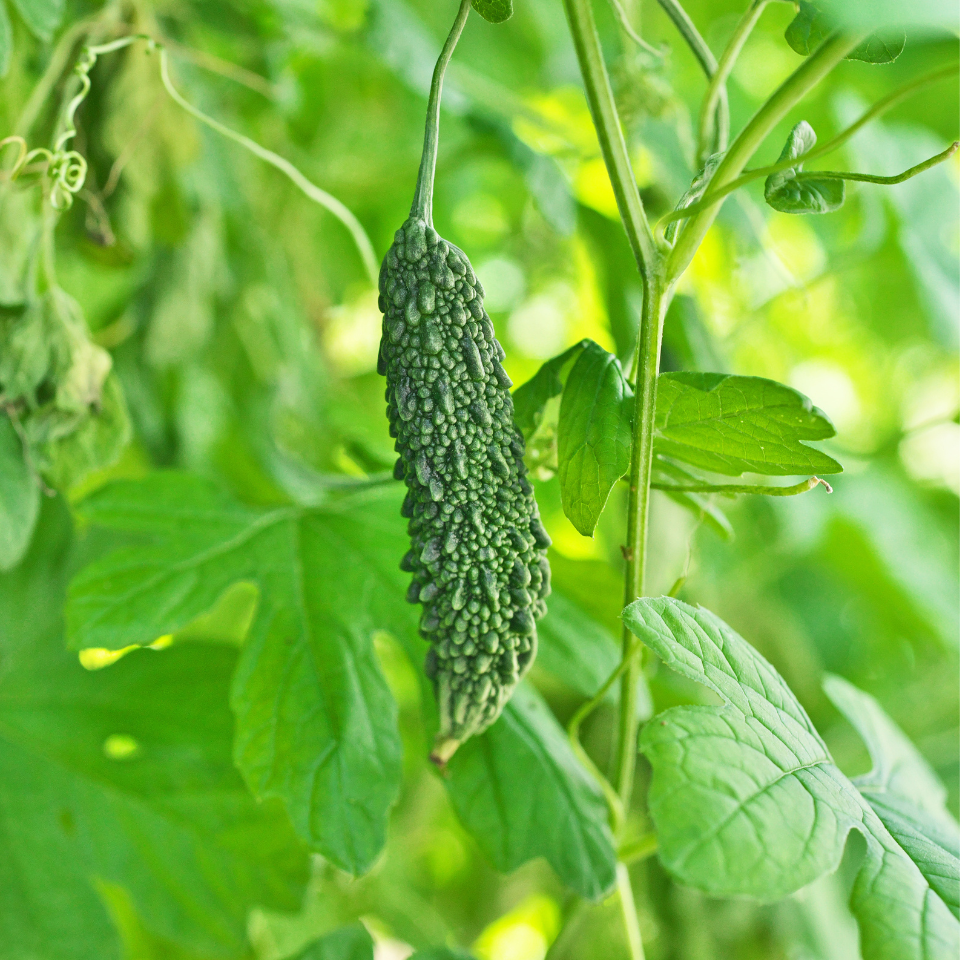 Small bitter gourd Karela seeds - 200