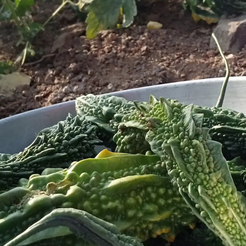 Small bitter gourd Karela seeds - 200