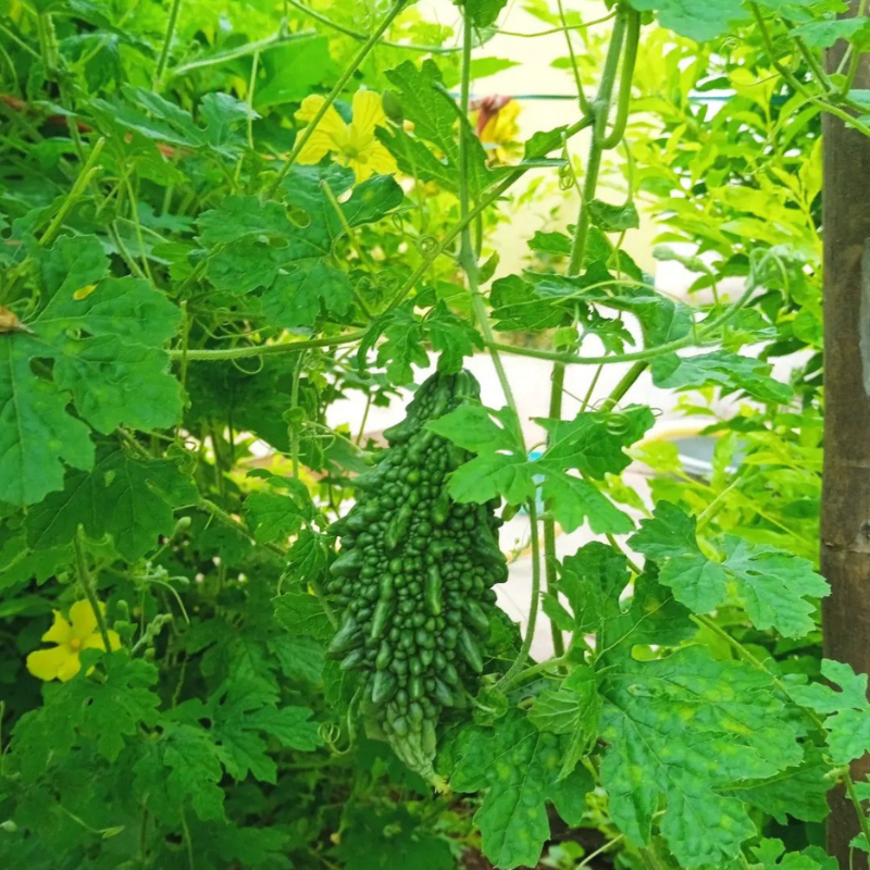 Small bitter gourd Karela seeds - 10